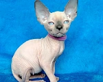 Кошки в Королеве: Очаровательный сфинксеныш из питомника Мальчик, 60 000 руб. - фото 1