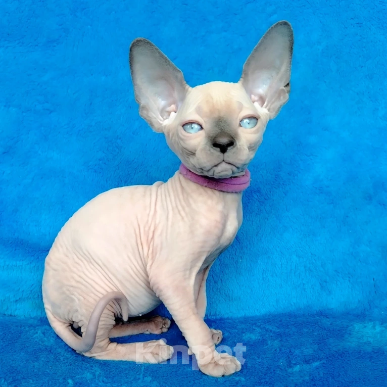 Кошки в Королеве: Очаровательный сфинксеныш из питомника Мальчик, 60 000 руб. - фото 1