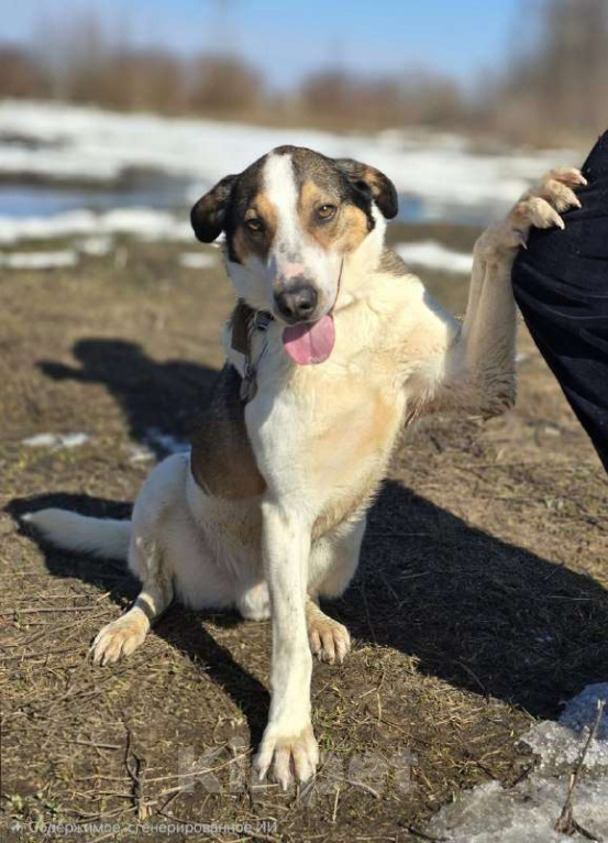 Собаки в Королеве: Обаятельный Дрейк ищет своего человека Мальчик, Бесплатно - фото 1