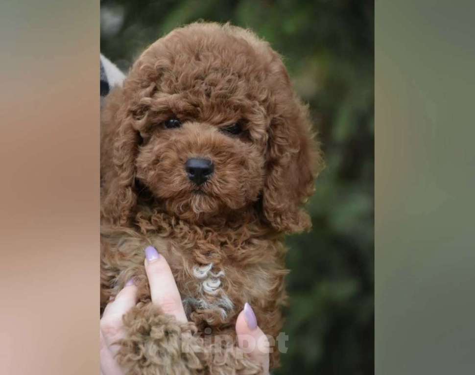 Собаки в Белгороде: Хороший малыш той пудель Мальчик, 70 000 руб. - фото 1