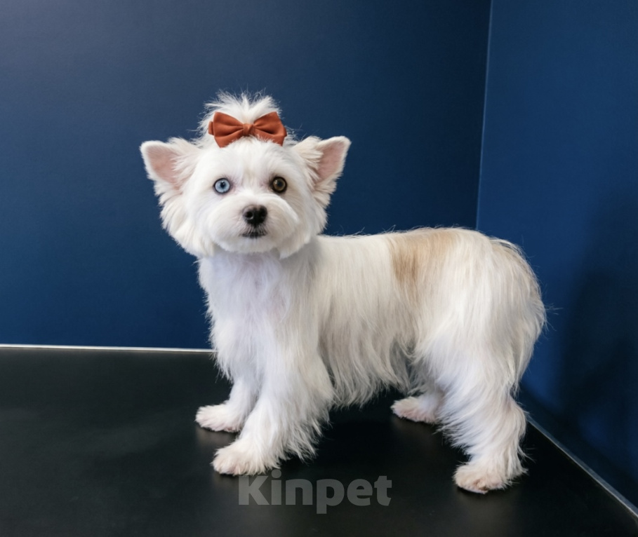 Собаки в Москве: Белый йорк с голубыми глазами девочка подрощенная Девочка, 90 000 руб. - фото 1