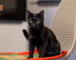 Кошки в Москве: Черная, как агат, Агата ищет семью Девочка, Бесплатно - фото 6