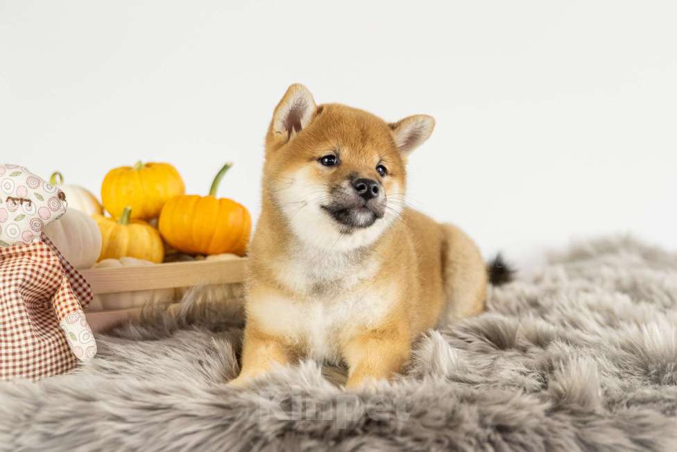 Собаки в Барнауле: Малышка Сиба Ину (Shiba Inu) Девочка, 100 000 руб. - фото 1