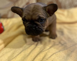 Собаки в Санкт-Петербурге: Шикарный мальчик французского бульдога Мальчик, 40 000 руб. - фото 3