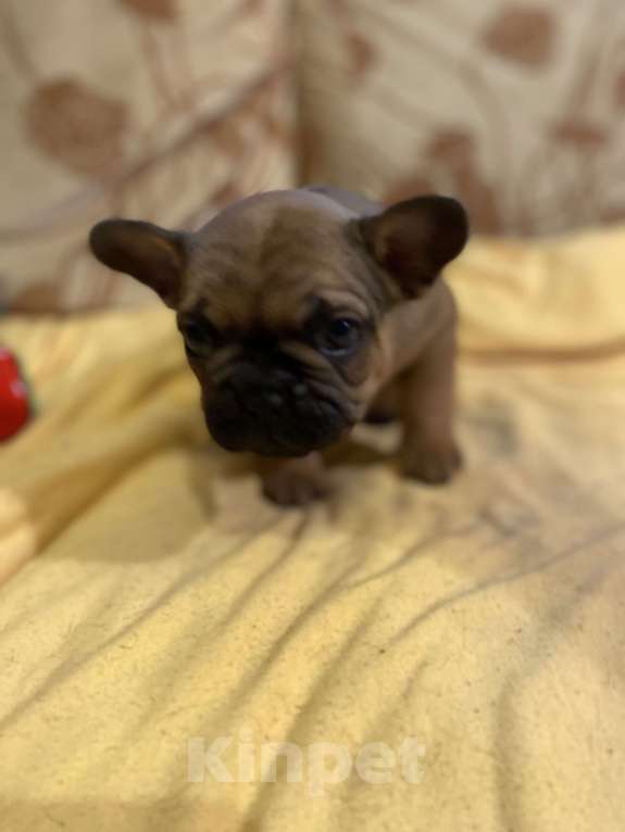 Собаки в Санкт-Петербурге: Шикарный мальчик французского бульдога Мальчик, 40 000 руб. - фото 3