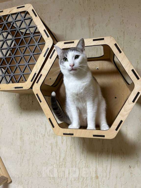 Кошки в Голицыно: 💚 Ищем любящих и заботливых хозяев для котика 💚 Мальчик, Бесплатно - фото 7