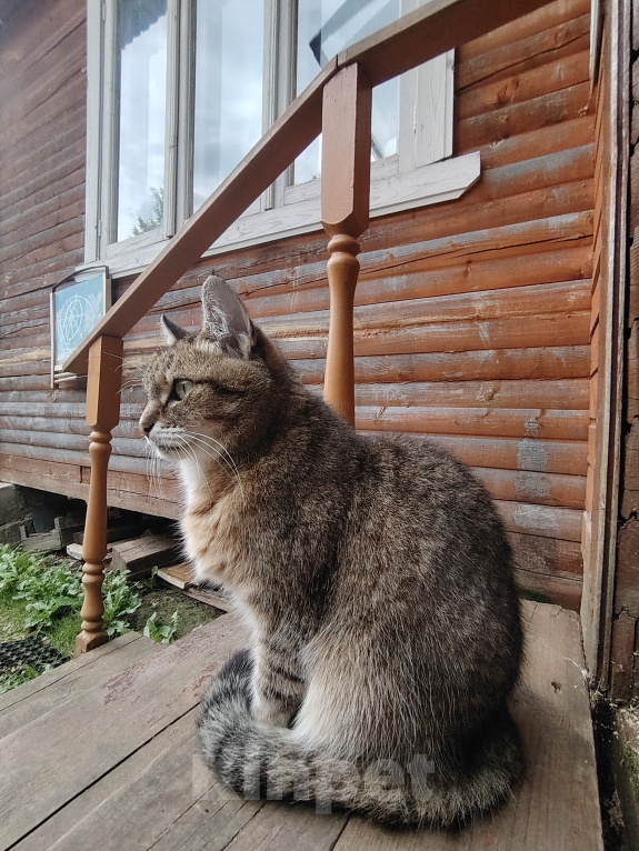 Кошки в Москве: Отдаю кошку в добрые руки Девочка, Бесплатно - фото 1