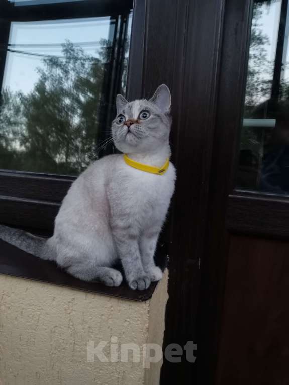 Кошки в Москве: Шотландские котята  Девочка, 15 000 руб. - фото 2