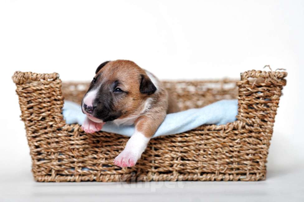 Собаки в Москве: Миниатюрный бультерьер Мальчик, Бесплатно - фото 1