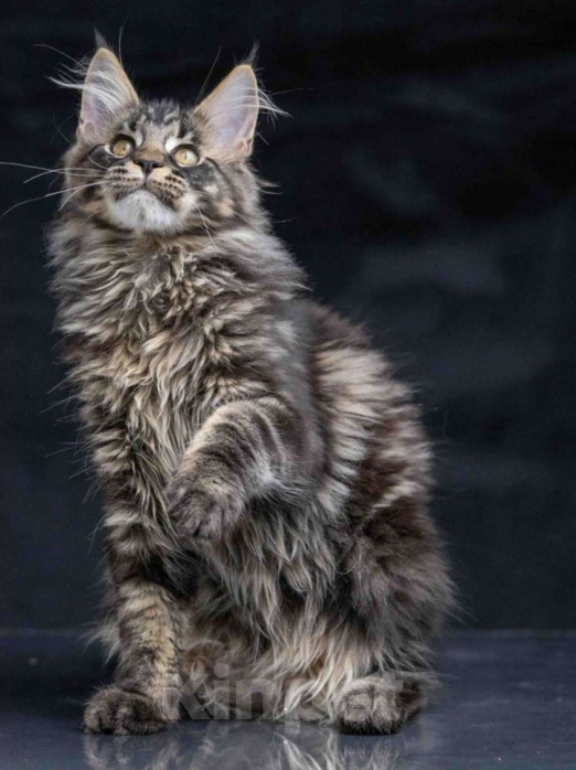 Кошки в других городах Ленинградской области: Мейн-кун " котенок в руковичках" Девочка, 25 000 руб. - фото 5