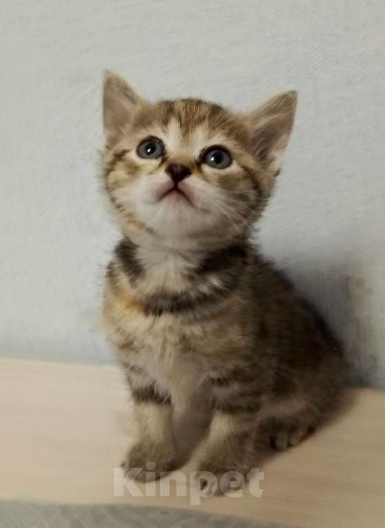 Кошки в Новосибирске: Мраморные котията  Мальчик, 7 000 руб. - фото 4