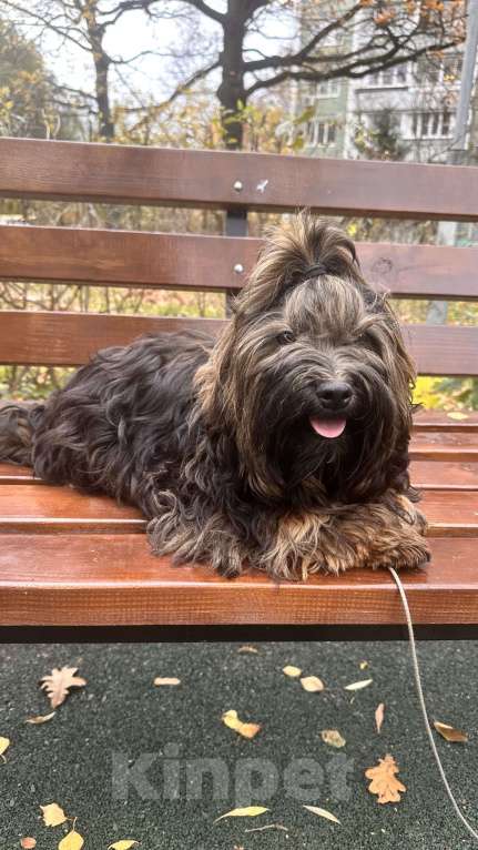 Собаки в Москве: Щенок Хаванез ( Гаванский бишон) Девочка, 85 000 руб. - фото 2