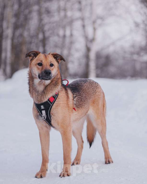 Собаки в Домодедово: Молодая собака Катя в добрые руки Девочка, Бесплатно - фото 4