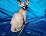 Кошки в Королеве: Очаровательная кошечка- канадский сфинкс Девочка, 40 000 руб. - фото 2