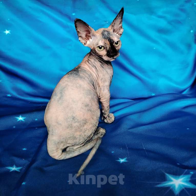 Кошки в Королеве: Очаровательная кошечка- канадский сфинкс Девочка, 40 000 руб. - фото 2