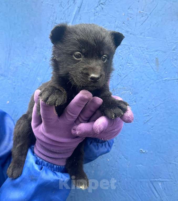 Собаки в Москве: Щенкам 1,5 месяца девочки нужен дом  Девочка, Бесплатно - фото 3
