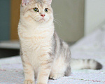 Кошки в Орлове: Голубое золото котик, 45 000 руб. - фото 2