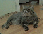 Кошки в Тобольске: Кот ждет в гости кошечку Мальчик, 1 руб. - фото 1
