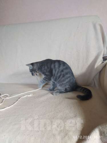 Кошки в Севастополе: Серебристый мальчик Мальчик, 100 руб. - фото 9