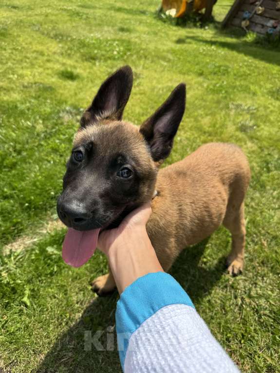 Собаки в Москве: Джесс Девочка, 25 000 руб. - фото 2