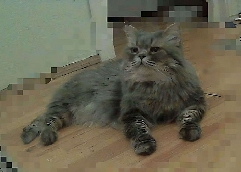 Объявление: Кот ждет в гости кошечку, 1 руб., Тобольск