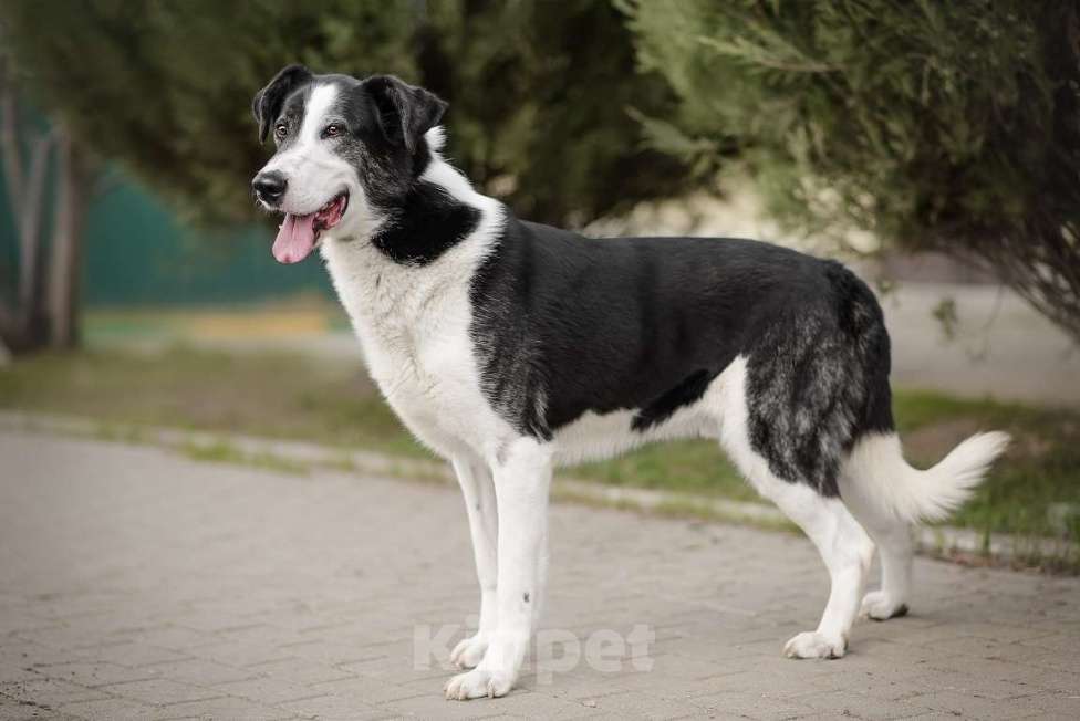 Собаки в Москве: Бим Мальчик, Бесплатно - фото 8