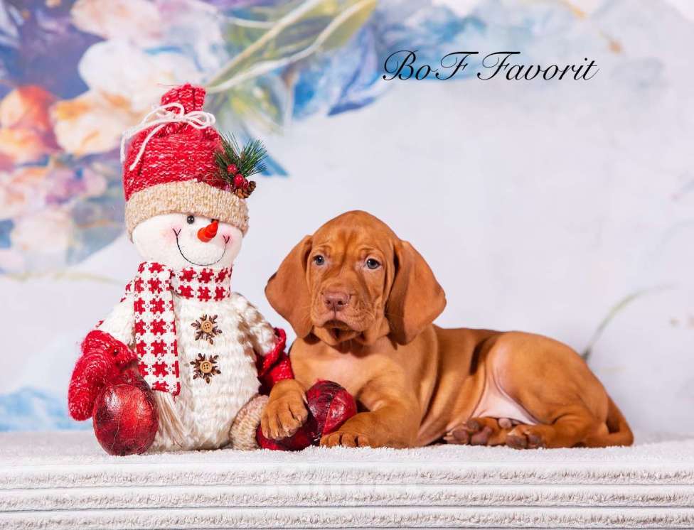 Собаки в Ярославле: Beauty of Fire Favorit Мальчик, 90 000 руб. - фото 9