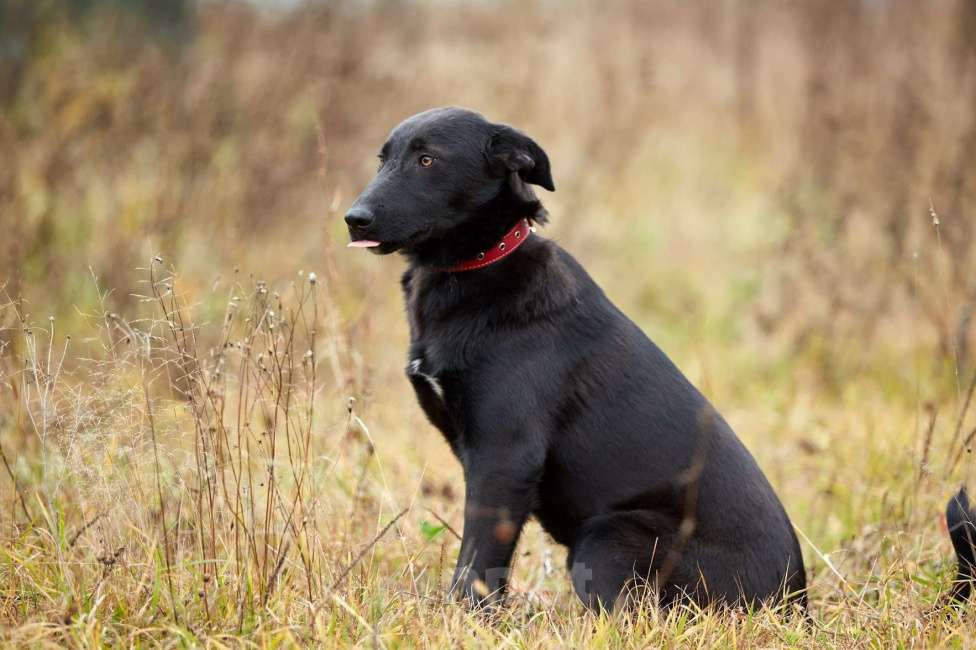 Собаки в Москве: Сладкие ребенок из приюта Девочка, Бесплатно - фото 2