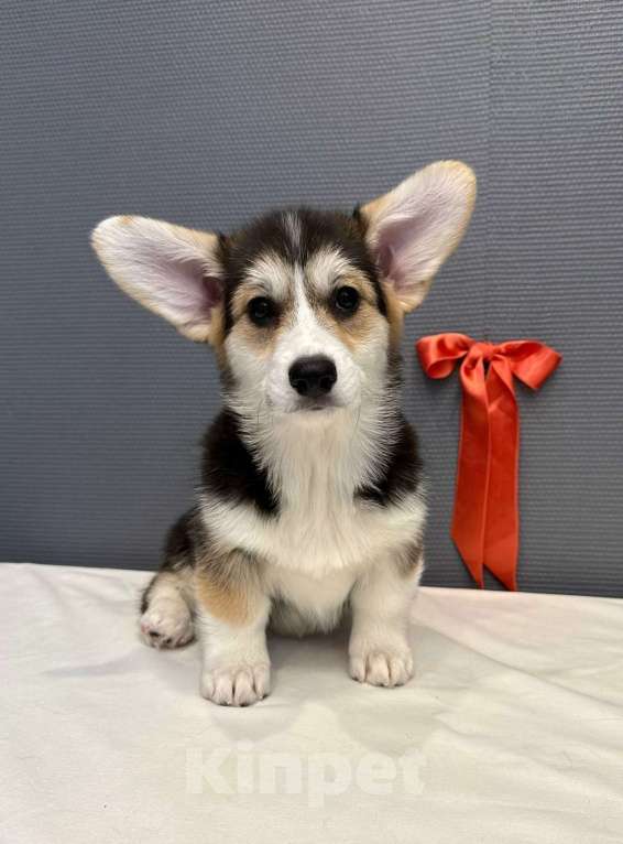 Собаки в Кургане: Щенок вельш корги пемброк Девочка, 50 000 руб. - фото 2