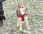 Собаки в Москве: Малышка Нюша очень ждет своего родного ЧЕЛОВЕКА. Девочка, Бесплатно - фото 4