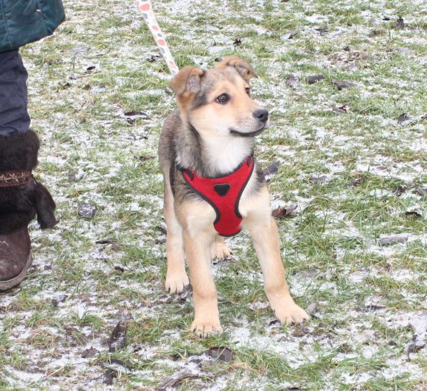 Собаки в Москве: Малышка Нюша очень ждет своего родного ЧЕЛОВЕКА. Девочка, Бесплатно - фото 4