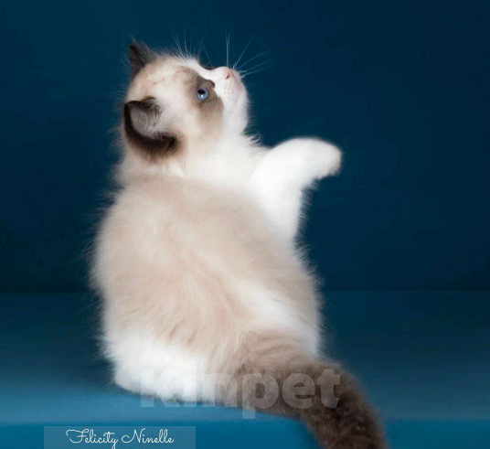 Кошки в Москве: Рэгдолл котята  Мальчик, 120 000 руб. - фото 6