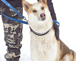 Собаки в Звенигороде: Красавец Хаммер собака в добрые руки Мальчик, Бесплатно - фото 8