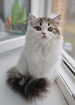 Шотландская длинношерстная девочка 