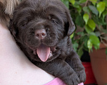 Собаки в Москве: Шоколадный бутуз Мальчик, 120 000 руб. - фото 1