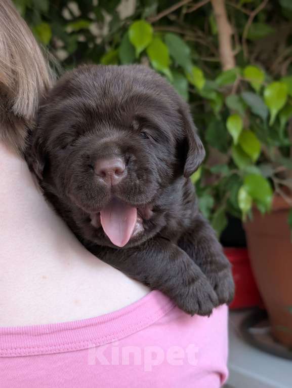 Собаки в Москве: Шоколадный бутуз Мальчик, 120 000 руб. - фото 1