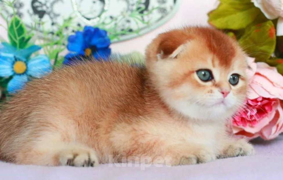 Кошки в Москве: Золотая шиншилла с документами  Девочка, 40 000 руб. - фото 3