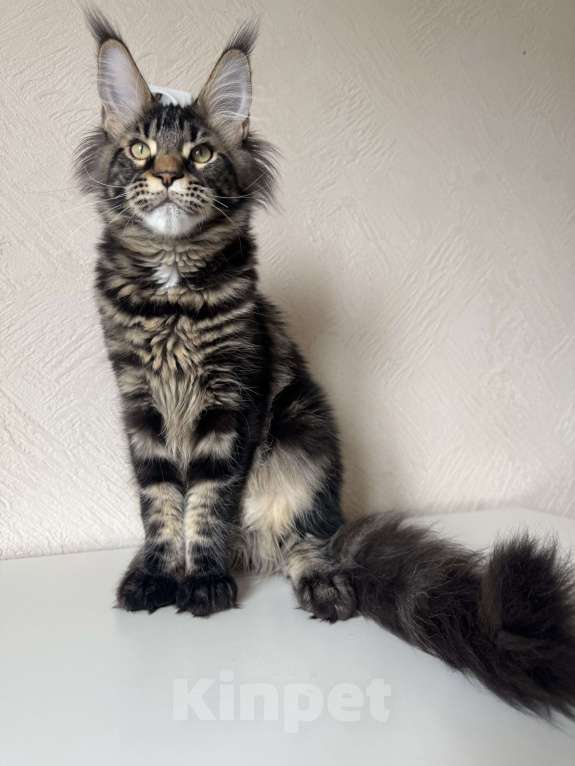 Кошки в Калининграде: Котик мейн кун Мальчик, Бесплатно - фото 5