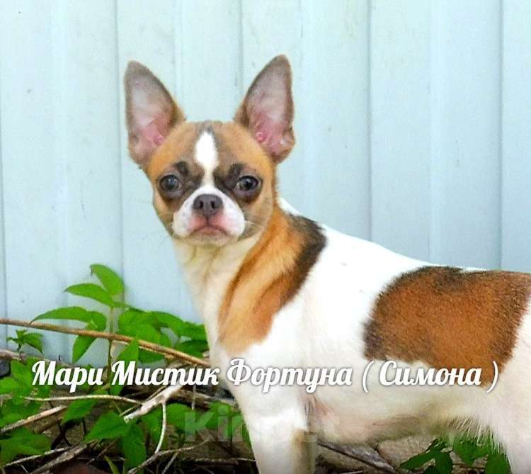 Собаки в Санкт-Петербурге: Чихуахуа Дуняша шоколадного окраса Девочка, 80 000 руб. - фото 10