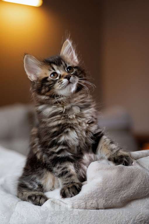 Кошки в Вологде: Курильский бобтейл котята в разведение Мальчик, 60 000 руб. - фото 3