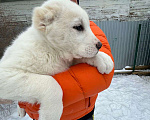 Собаки в Самаре: Белая девочка Мальчик, 30 000 руб. - фото 4