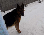 Собаки в Москве: Черные щенки немецкой овчарки, мальчики Мальчик, 20 000 руб. - фото 4