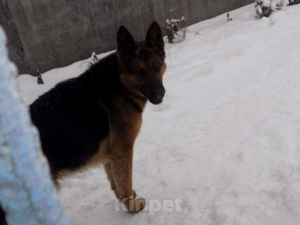 Собаки в Москве: Черные щенки немецкой овчарки, мальчики Мальчик, 20 000 руб. - фото 4