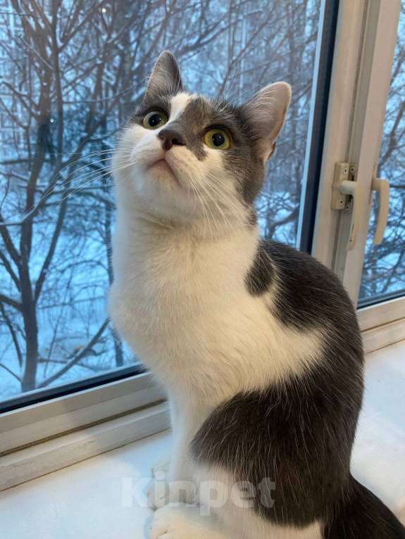 Кошки в Москве: Отдам кошку в добрые руки Девочка, Бесплатно - фото 3