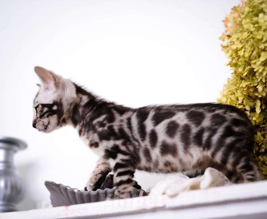 Кошки в Москве: бенгальский котенок супер-контраст Мальчик, 50 000 руб. - фото 5