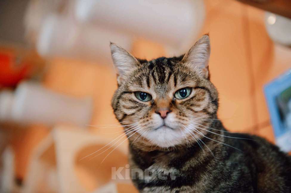 Кошки в других городах Московской области: Маришка в поисках дома Девочка, Бесплатно - фото 1