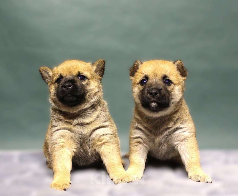 Собаки в Москве: Щенок метис Девочка, Бесплатно - фото 1