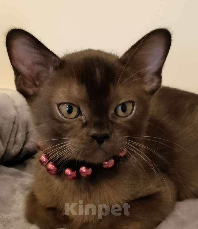 Кошки в Краснодаре: Алев Девочка, 250 000 руб. - фото 3