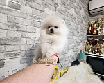 Собаки в Москве: Мини девочка померанского шпица айс крем оптически белая Девочка, Бесплатно - фото 2