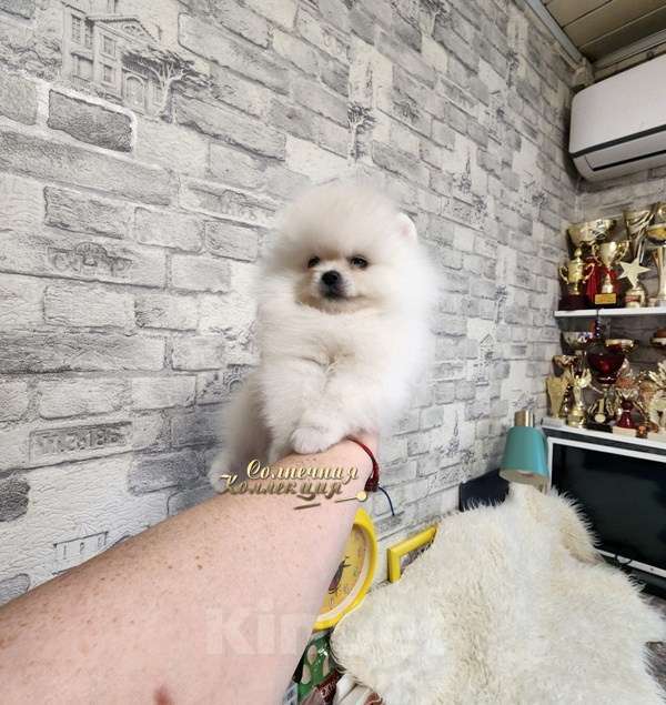 Собаки в Москве: Мини девочка померанского шпица айс крем оптически белая Девочка, Бесплатно - фото 2